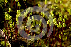 Young sporophytes of the moss, Pohlia nutans, in springtime Conn
