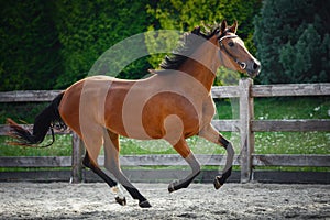 young sport horse galloping in paddock