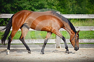 young sport horse trotting in paddock