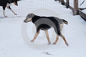 Young sports dog of mixed breed. Kennel of northern sled dogs. Charming blue-eyed black-and-red Alaskan husky puppy