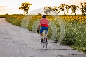 Young sporty cyclist riding on road bicycle along the field of sunflowers. Back view. Photo