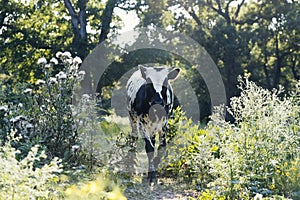 Young Corriente cow on Texas farm photo
