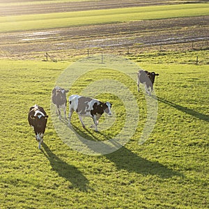 young spotted cows backlit in green grassy meadow near utrecht in flood plane of river rhine