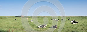 young spotted cows in green grass of meadow under blue sky on dutch island of texel in summer