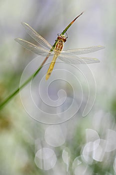 Young Spotted Darter dragonfly