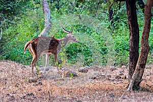 Young Spotted deer Chital or Axis in national park Ranthambore