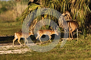 Young spotted deer fawns