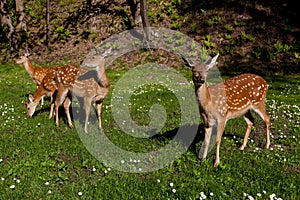 Young spotted deer in the forest on a clearing