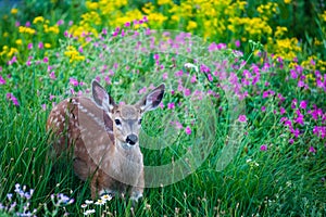 Young spotted deer in meadow of flowers