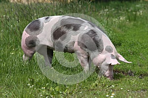 Pink spotted pig graze on meadow photo