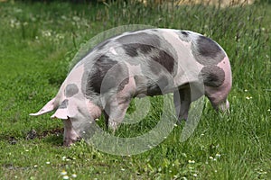 Pink spotted pig graze on meadow photo