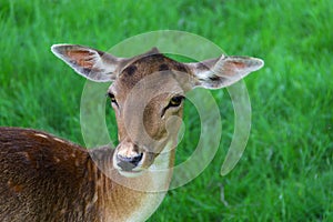 Young spotted fallow deer