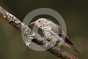 Young spotted flycatcher (Muscicapa striata) with worm