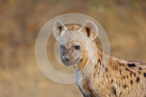 Young spotted hyena - Kruger National Park