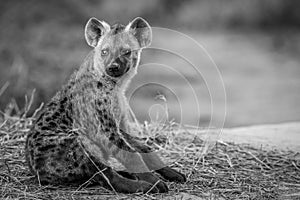 Young Spotted hyena sitting down.