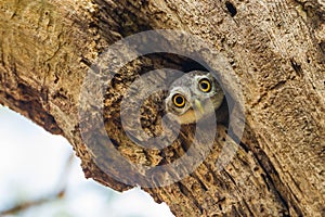 Young Spotted owlet