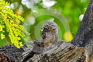 The young spotted Owlet on branch in nature