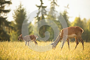 Young spotted red deer fawn and hind grazing on meadow in summer at sunset