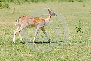 A young spotted white-tailed deer walks through a field in summer