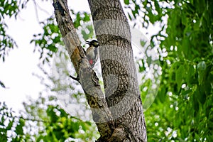 Young spotted woodpecker Dendrocopos major