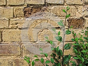 Young sprig of elm `Ulmus minor` with green foliage against a yellow-brown brick wall