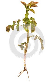 Young sprig of rose hips with root, isolated on white background