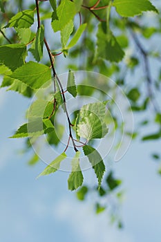 Young spring birch branches against the sky.