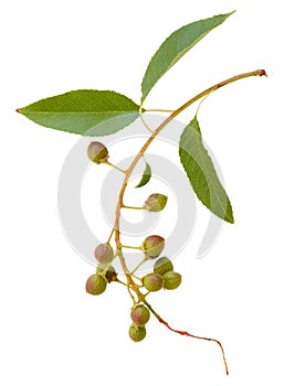 Young spring branch of spirea