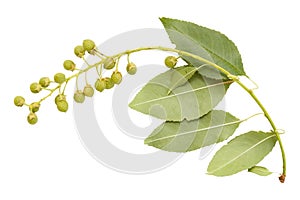 Young spring branch of spirea