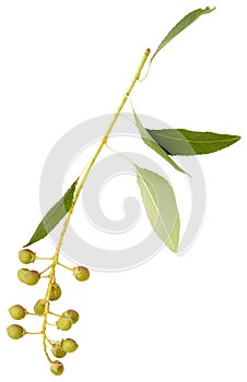 Young spring branch of spirea