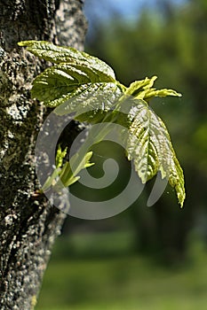 Young spring branch sprout and fresh green leaves growing out of Sycamore tree trunk
