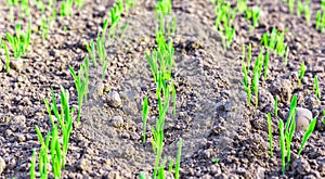 Young spring field with sprouts of corn. Nature close up background.  Winter wheats growths in fertile soil at warm autumn morning