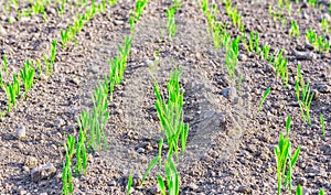 Young spring field with sprouts of corn. Nature close up background.  Winter wheats growths in fertile soil at warm autumn morning