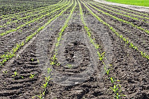 Young spring field with sprouts of corn. Nature close up background.  Winter wheats growths in fertile soil at warm spring morning