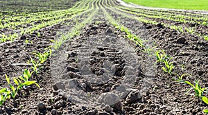 Young spring field with sprouts of corn. Nature close up background.  Winter wheats growths in fertile soil at warm spring morning