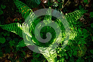 young spring fresh new bright green fern in the jungle mountains