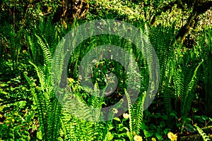 young spring fresh new bright green fern in the jungle mountains