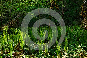 young spring fresh new bright green fern in the jungle mountains