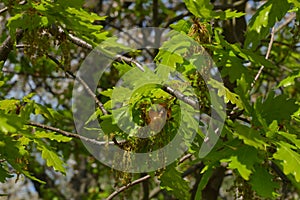 Young spring oak apple