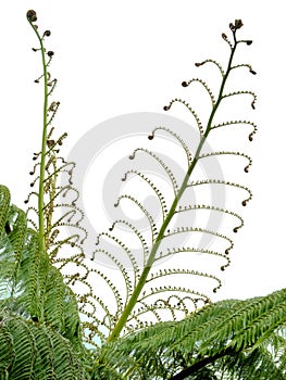 Young spring fronds of silver tree fern on white