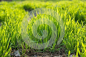 Young spring grass growing from fertilizer