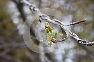 Young Spring green buds on the tree branches. Springtime seasonal macro close up little green leaves, early spring,