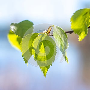 Young spring green leaves on blue sky background.  Spring birch branch with young  foliage. Springtime nature concept