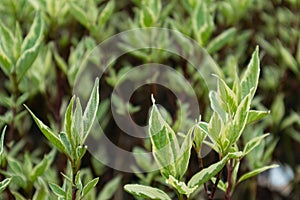 Young spring green leaves close-up pattern