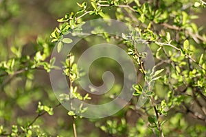 Young spring green leaves macro blurred background