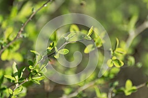 Young spring green leaves macro blurred background