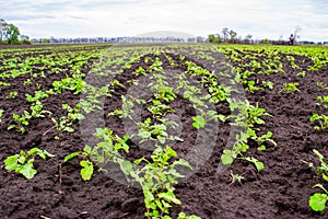 Young spring green shoots growing on the field in fertile black soil. Landscape with agricultural plantation land