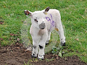 Cute Young Spring Lamb Playing
