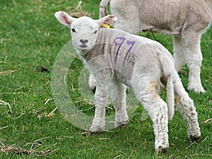 Cute Young Spring Lamb Playing