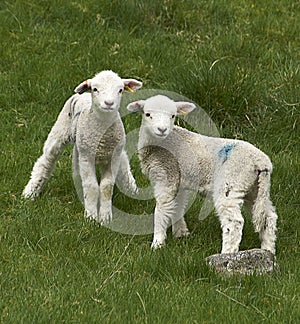 Young Spring Lambs